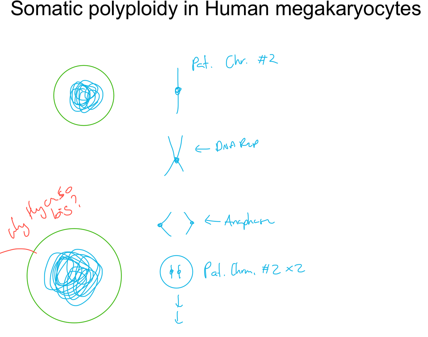 <p>Type of cell resulting = MONO-nucleated</p><p>eg. <strong>Human MEGAKARYOCYTE WBC</strong></p><ul><li><p>use somatic polyploidy to get large “<u>Giant nucleus</u> cell”</p></li><li><p>Purpose = PLATELETS</p></li></ul><p></p>