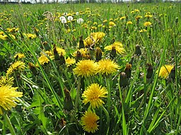 <p><strong>Random Dispersion</strong>. Example?</p>