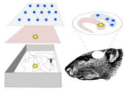 <p>Neurons that fire in the <strong>hippocampus </strong>when visiting specific regions of the environment</p>
