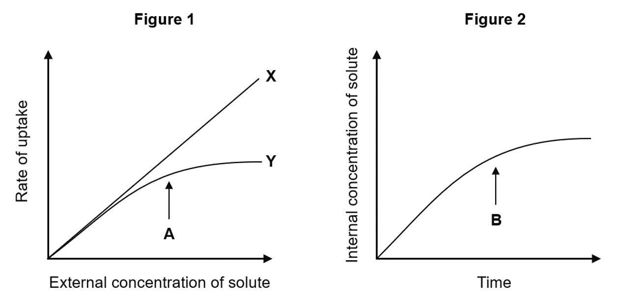 <p>A scientist investigated the rate of uptake of a solute into bacterial cells by simple diffusion and active transport. Their results are shown in Figures 1 and 2. </p><p>i) Identify which mode of transport each line in Figure 1 corresponds to. [1 mark] </p><p>ii) Explain why line Y in Figure 1 plateaus at point A. [2 marks] </p><p>iii) Figure 2 shows the change in the internal concentration of the solute over time. Explain why the line, which represents simple diffusion, plateaus at point B. [2 marks]</p>