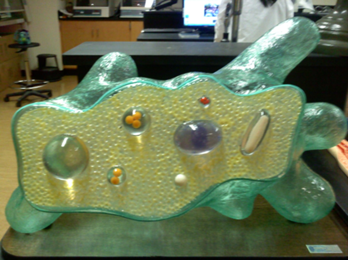 <p>What is this Protozoa</p>