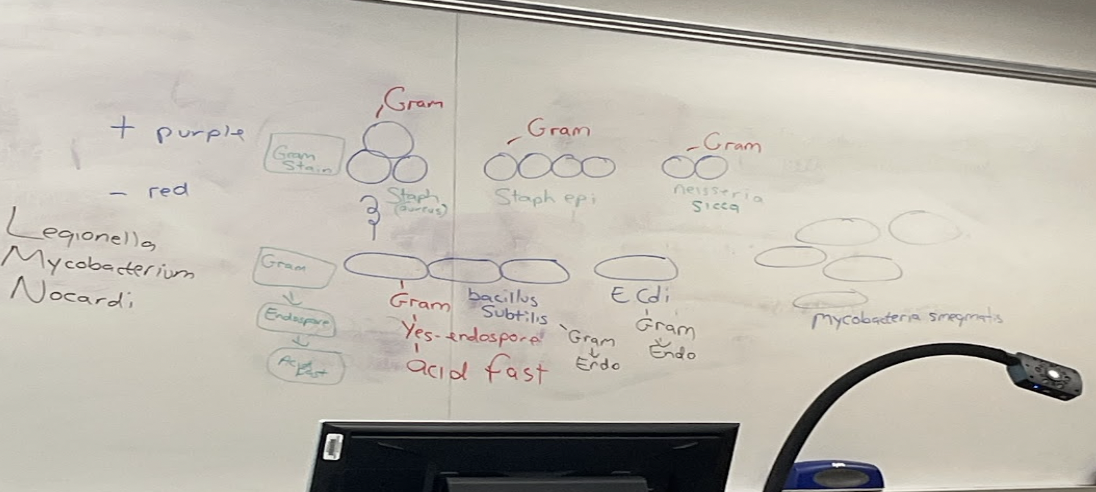 <p><span style="font-family: "Times New Roman", serif;">How can you remember the stains for each organism from our uknown?</span></p>