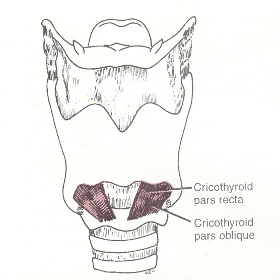 <p>pulls thyroid down (tilt) relative to cricoid, lengthened and tensed (stretched)</p>