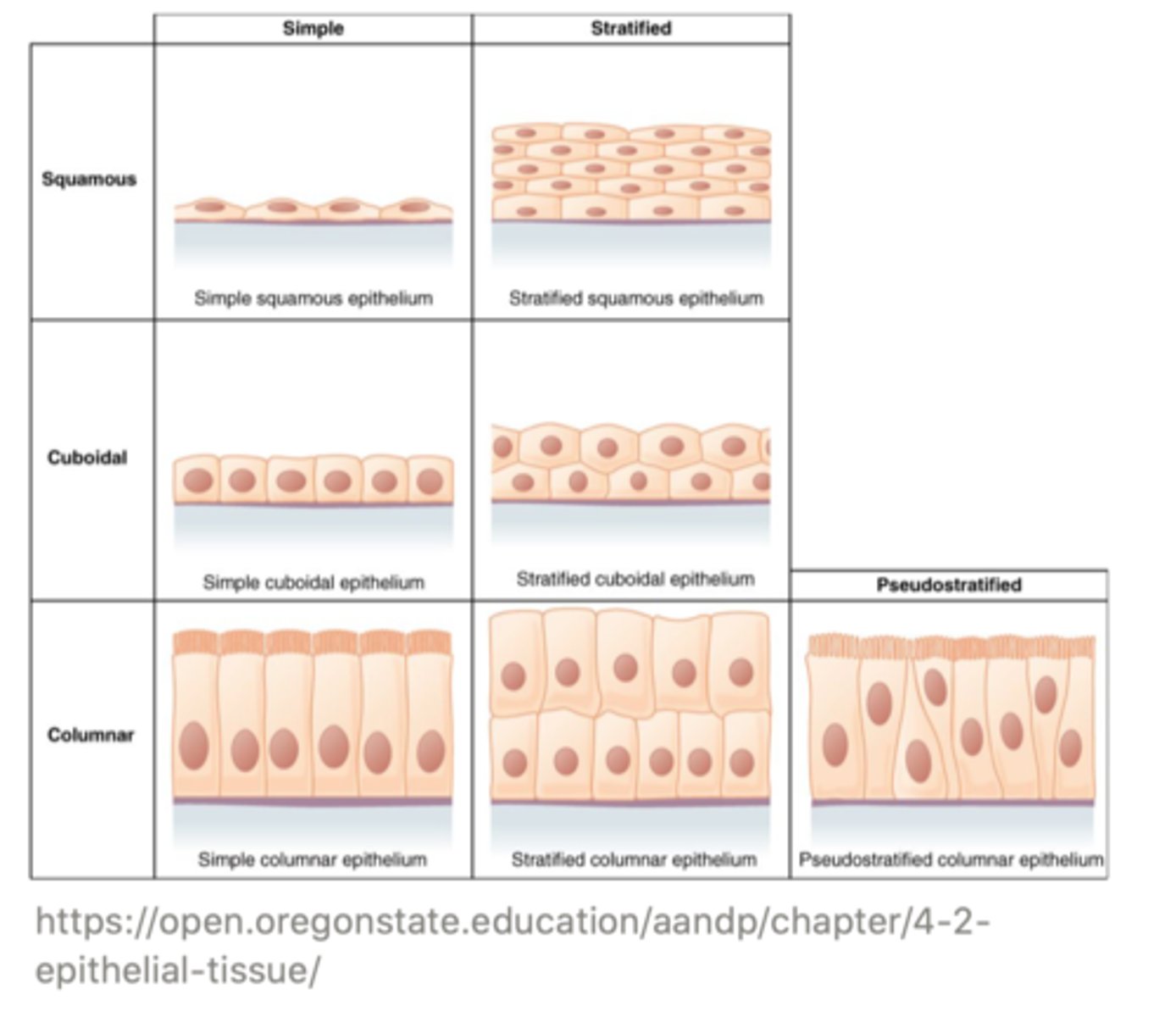<p>simple; stratified</p>