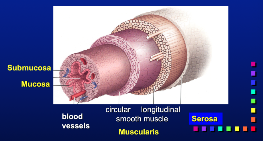 mucosa → submucosa → muscular → serosa

\
mucosa

* surrounds the lumen
* secretes mucus that lubricates tract
* cell type varies depending upon region
  * oviduct: ciliated cells (movement)
  * vagina: squamous cells (protection)

submucosa

* beneath muscularis
* varies in thickness depending upon region
* houses blood vessels, nerves, and lymphatics
* supports mucosa

muscularis

* double layer of smooth muscle 
  * outer longitudal layer
  * inner circular layer
* this allows for contraction of the tract

serosa

* outer layer
* squamous (flattened cells)