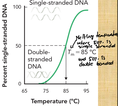 <ul><li><p>It is where 50% is single strand and 50% is double strands</p></li><li><p>Tm = ~80 to 85 Celcius</p></li><li><p>The more double bonds are in a molecule, the higher Tm you need</p></li></ul><p></p>