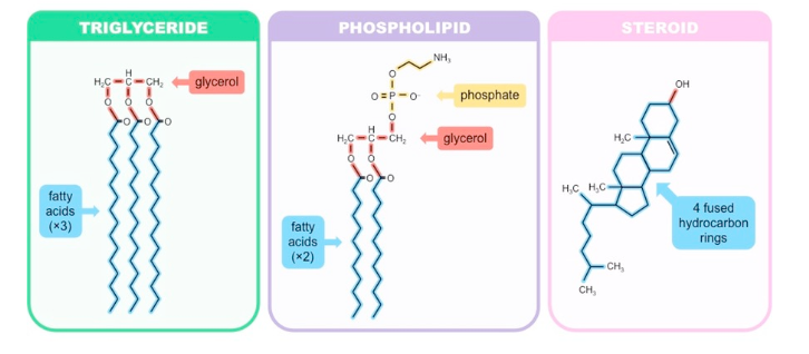 <p>triglyceride, phospholipid, steroid</p>