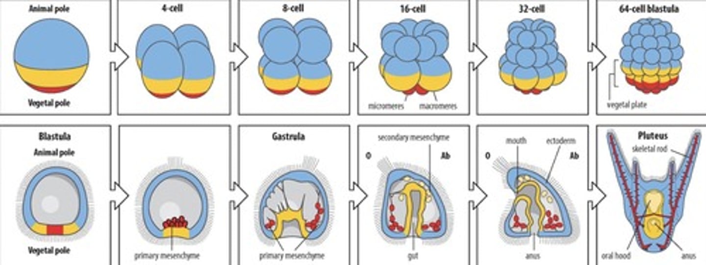 <p>The first two cleavages are perpendicular but parallel to the animal vegetal axis of the egg</p><p>The animal vegetal axis is an asymmetry in the egg that can already be observed at fertilisation when the zygote is formed</p><p>The vegetal pole is shown in red here and is the place where gastrulation will always occur</p><p>The third cleavage is again perpendicular to the other two cleavages and separates 4 animal cells from 4 vegetal cells</p>