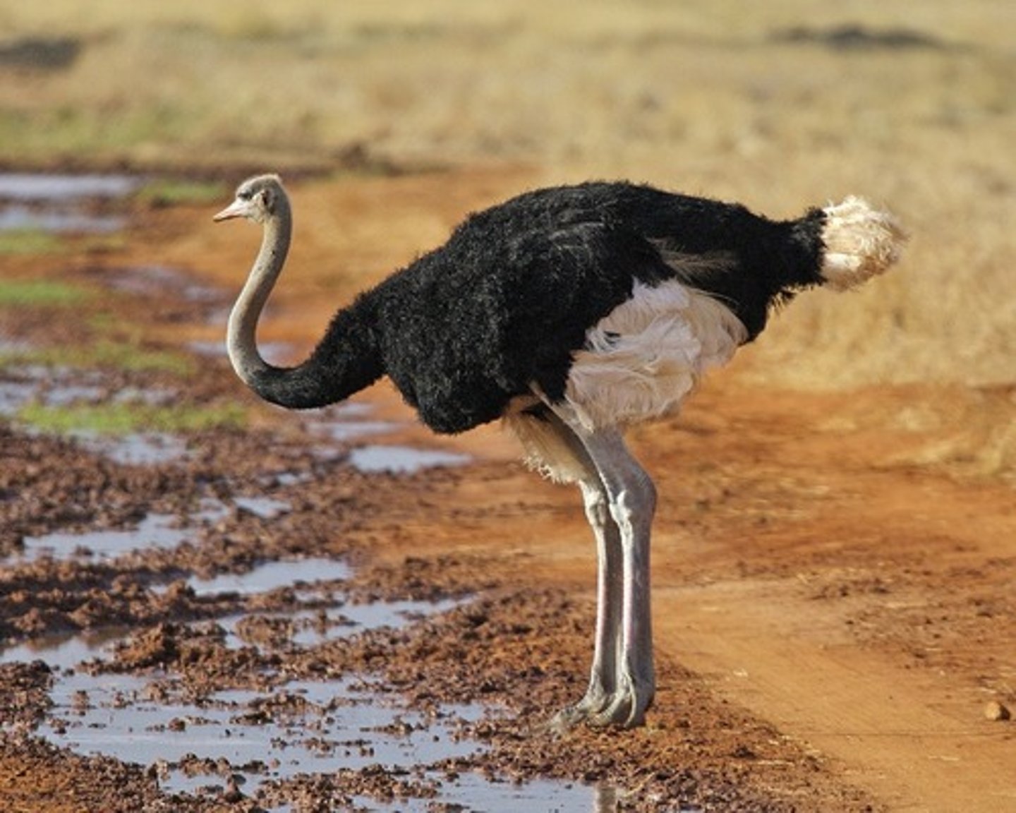 <p>ostrich</p>