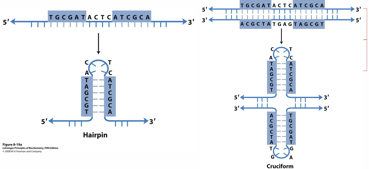<ul><li><p>en el RNA: estructura de horquillas (hairpin)</p></li><li><p>en el DNA: estructuras cruciformes (cruciform)</p></li></ul><p></p>