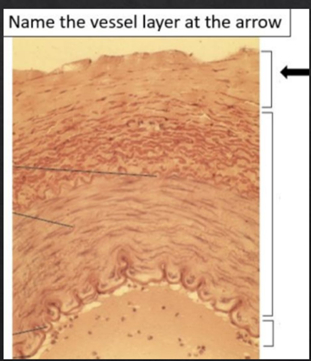 <p>What is the name of the vessel layer at the arrow?</p>