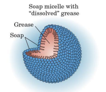 <p>when soaps and dirt (grease, oil, and fats stains) are mixed in water, this part of the soap micelles “dissolve” the nonpolar substances</p>
