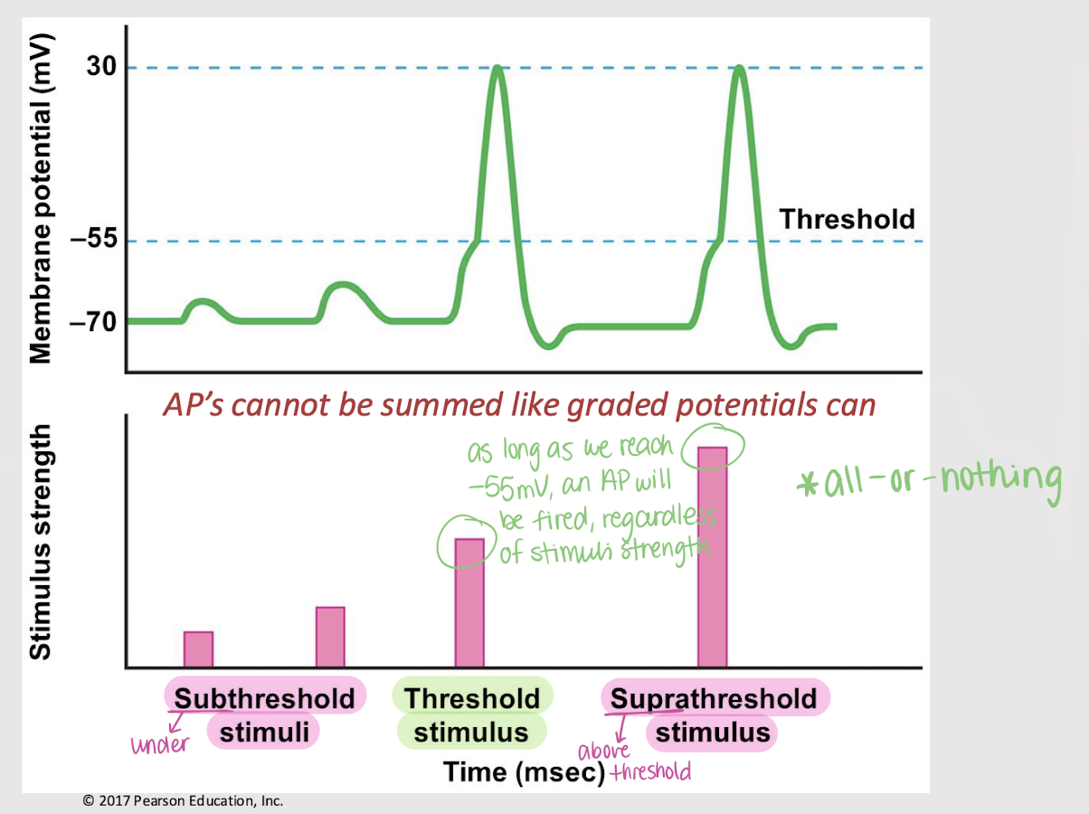 <p>suprathreshold stimuli </p>