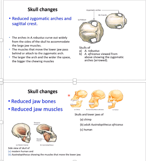 <ul><li><p>reduced brow ridge</p></li><li><p>loss of the large bony crest on top of skull</p></li><li><p>flatter, smaller faces</p><p></p></li><li><p>reduced zygomatic arches and sagittal crest</p></li></ul><p></p><ul><li><p>reduced jaw bones</p></li><li><p>reduced jaw muscles</p></li></ul><p></p>