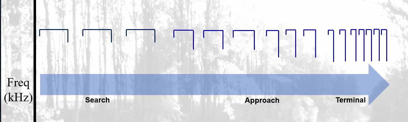 <p>The end frequency will decrease as the bat nears the target</p>