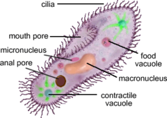 <p>-balances water -spokes collect water from the cell -hub expels it to the outside</p>