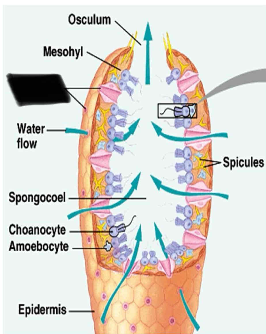 term image