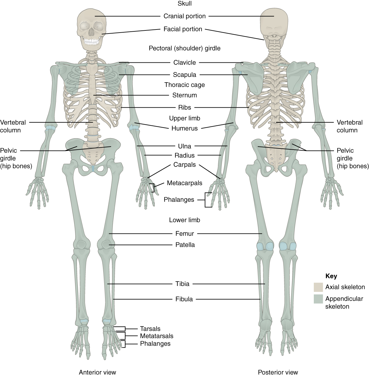 Appendicular v. Axial Skeleton