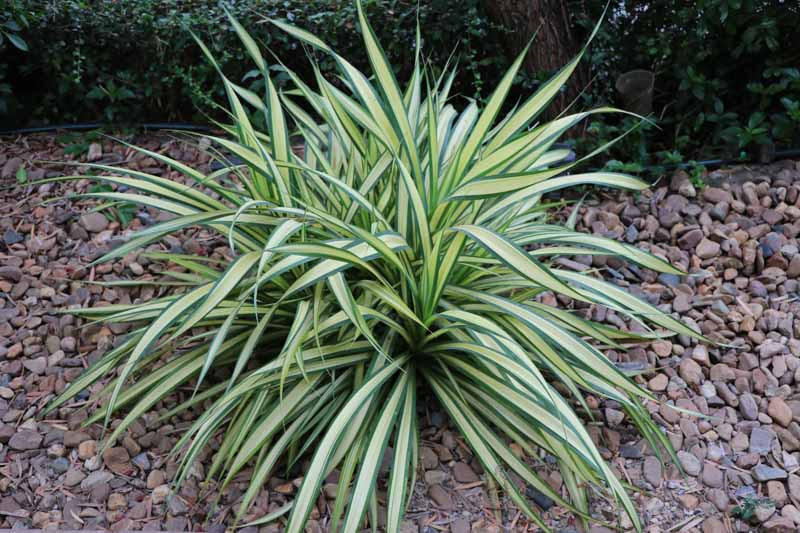<p>Spider Plant</p>