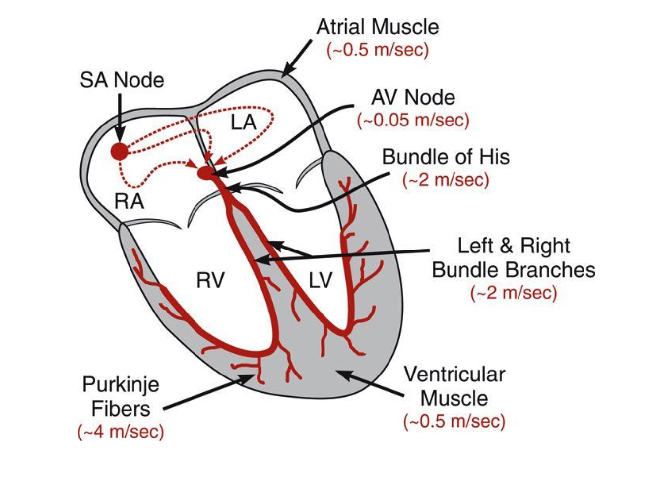 <ol><li><p>atria: depolarizes rather fast (0.5)</p></li><li><p>atrial muscle: connective tissue separates atria from ventricles (not a good conductor)</p></li><li><p>AV node: action potentials can only enter the ventricles through the AV node</p></li></ol><ul><li><p>action potential is slowed down to 0.05 to allow sufficient time to complete atrial depol, contraction, and emptying of blood into ventricles before ventricular depola/contraction</p></li></ul><ol start="4"><li><p>Bundle of His: action potential leaves AV node to the ventricle base called the bundle of His at a high speed (2) and splits into right and left bundle branches</p></li><li><p>Ventricular muscle</p></li><li><p>Purkinje fibers: branches from bundle of His divide into a system of purkinje fibers, which is the final site for cell-to-cell conduction. has the highest speed of 4</p></li></ol><ul><li><p>purkinje fiber cells connect with ventricular myocytes</p></li></ul><p></p>
