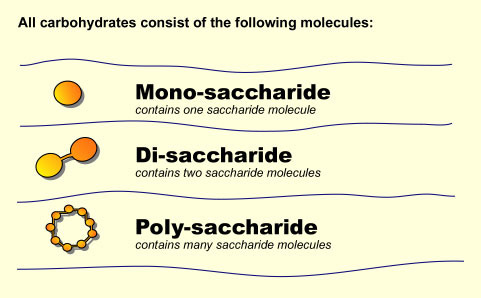 Carbohydrates that are made up of two monosaccharides
