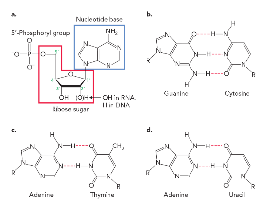 <ul><li><p>in DNA (A-T, 2 hydrogen bonds), (G-C, 3 hydrogen bonds)</p></li><li><p>in RNA (A-U, 2 hydrogen bonds), (G-C, 3 hydrogen bonds)</p></li></ul><p></p>