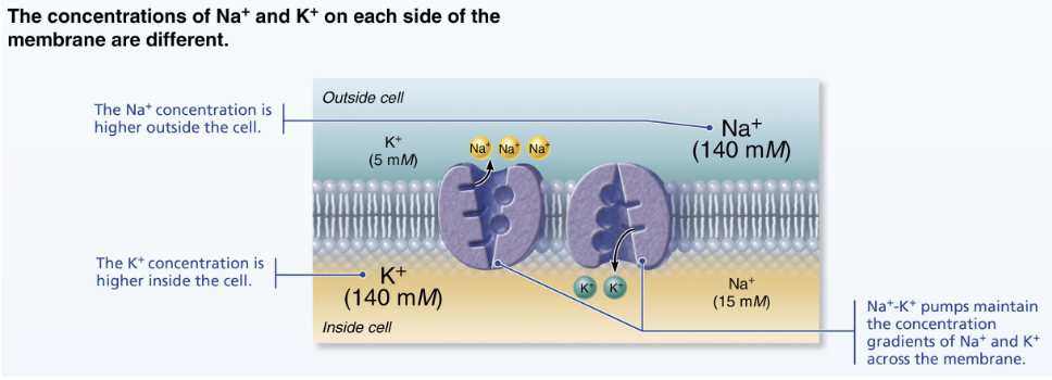 <p>more <strong>K+</strong> (potassium) and <strong>negative proteins</strong></p>