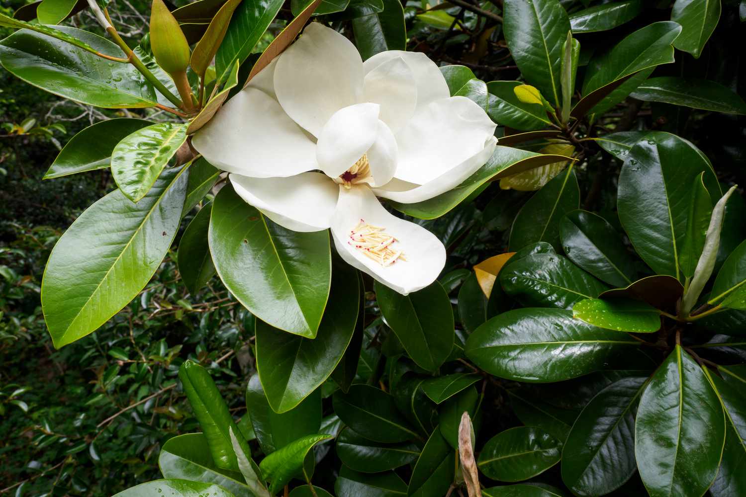 Magnolia grandiflora