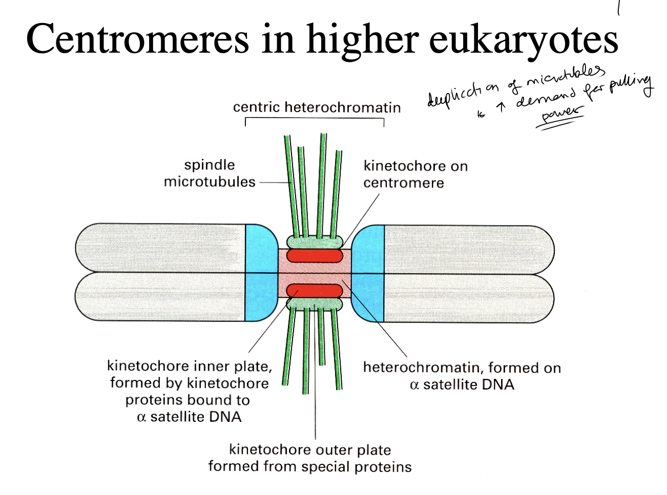 <ol><li><p>sections with centromere-specific histone H3 varianet</p></li><li><p>sections with <strong>normal</strong> histone H3 that is<strong> di-methylated&nbsp;</strong>&nbsp;at lysine 4</p></li></ol><p></p>