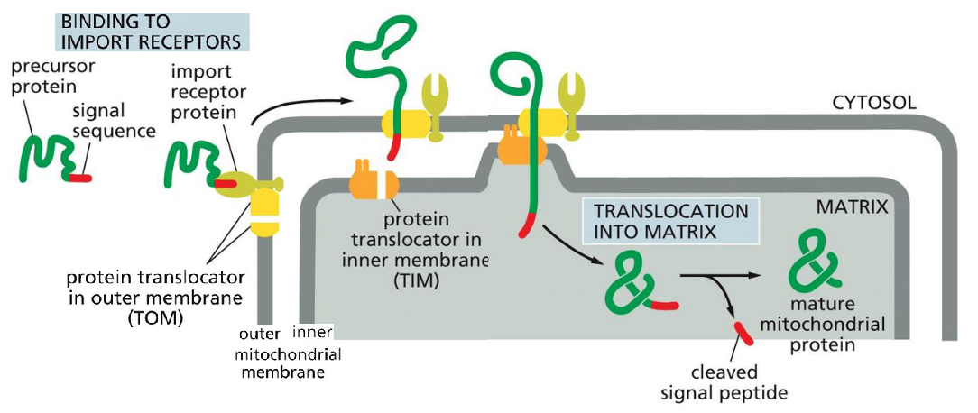 <p>Signal sequencing </p>