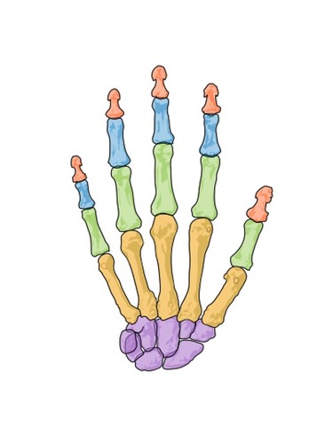 bones of the hand 
distal (top, orange)
intermediate (under top, blue)
proximal (middle, green)
metacarpals (above bottom, under middle, yellow)
carpals (complete bottom, towards the wrist, purple)