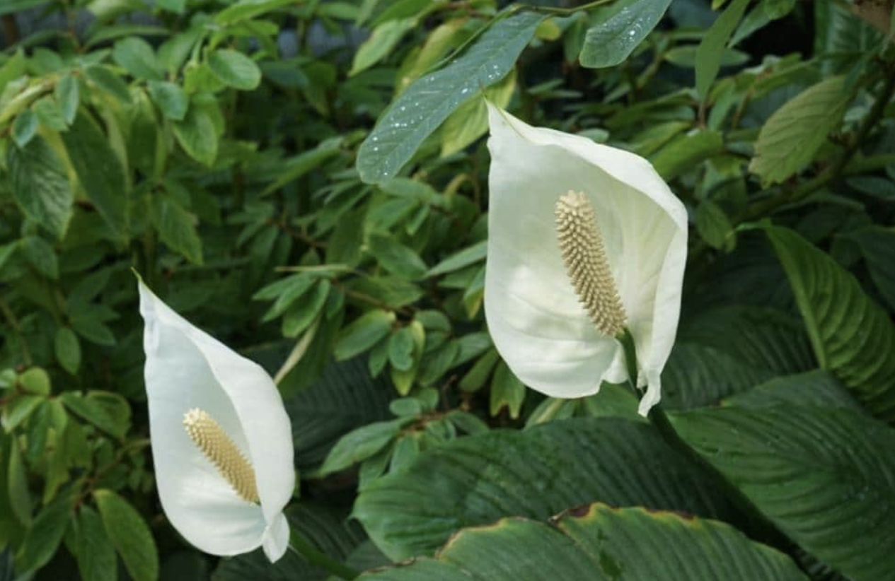 Flower 201