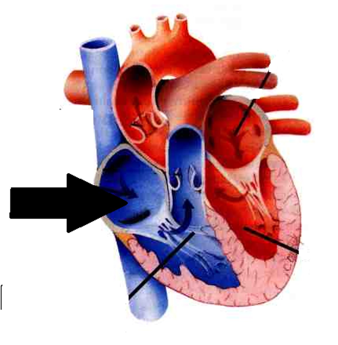 <p>deoxygenated blood enters the heart here</p>