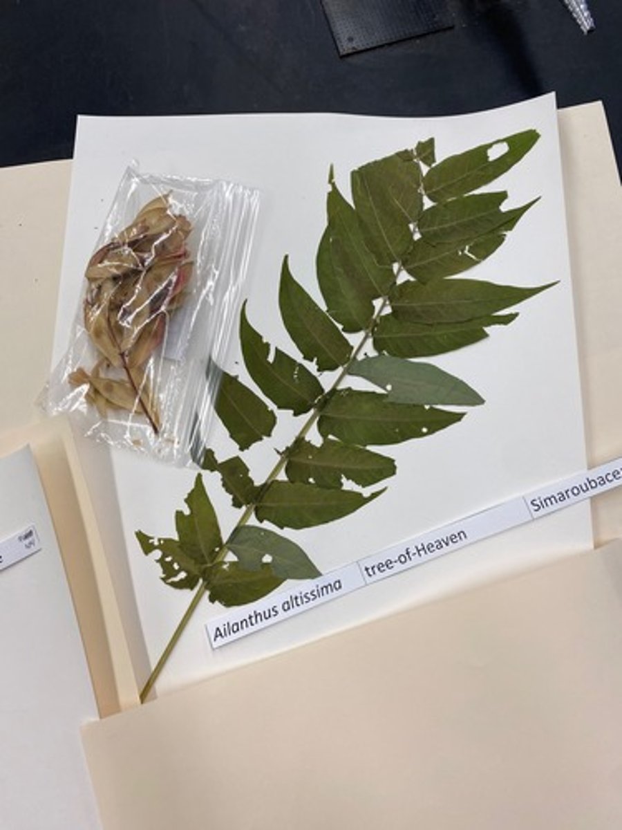 <p>Ailanthus altissima (Simaroubaceae)</p>