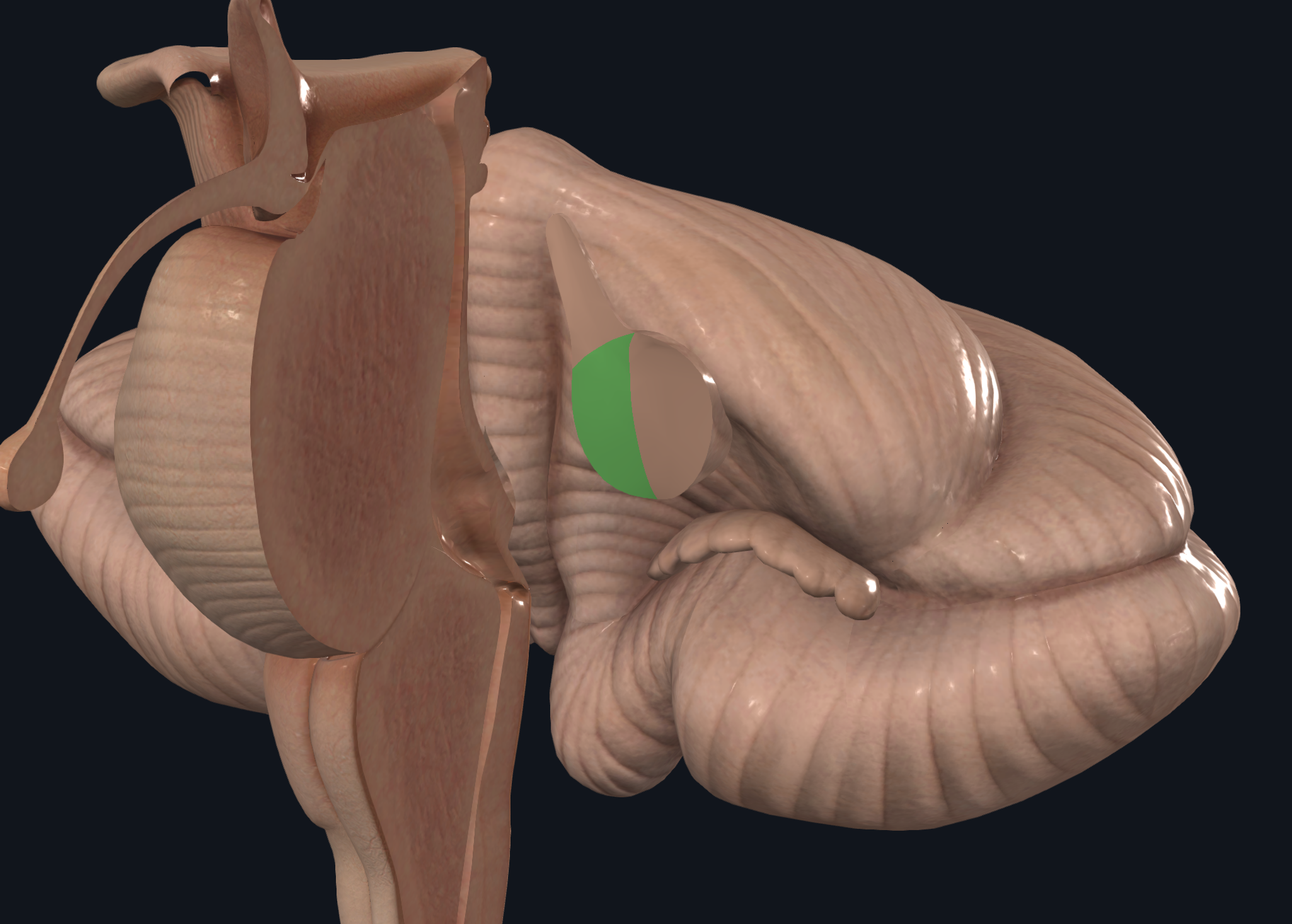 <p><strong>Cuerpo restiforme</strong></p><ul><li><p>Conecta al bulbo con el cerebelo</p></li><li><p>Solo sirve de entrada</p></li></ul><p><strong><em>Procedente de los cordones posteriores de la médula</em></strong></p><ul><li><p>Columnas de Clarke(Espinocerebeloso posterior, ascendente)</p><ul><li><p>Sensibilidad propioceptiva inconsciente (miembros inferiores y parte inferior del tronco</p></li></ul></li><li><p>Fibras olivocerebelosas</p><ul><li><p>Constituido por fibras aferentes de la oliva que terminan en la vermis y hemisferio <strong>contralateral</strong> del cerebelo</p></li><li><p>Transmiten impulsos de centros subcorticales (núcleo rojo y cuerpo estriado) para regular voluntariamente el tono muscular</p></li></ul></li><li><p>Fibras vestibulares del núcleo vestibular</p></li><li><p>Fibras de cordones posteriores</p><ul><li><p>Goll y burdach entran por aquí, termina en el núcleo dentado, embolo, globoso y en fastigio.</p></li></ul></li><li><p>Vía cerebelosa sensorial directa</p><ul><li><p>De núcleos terminales de V, VIII, IX y X par. Terminan en fastigio </p></li></ul></li></ul><p></p>