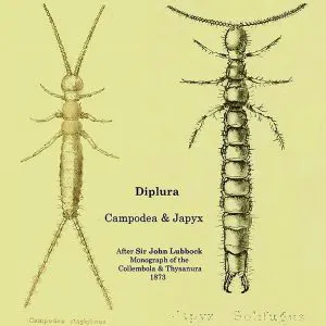 <p>Two-pronged tail, two long antennae, segmented, six legs, Class Entognatha, common name two-pronged bristletail</p>