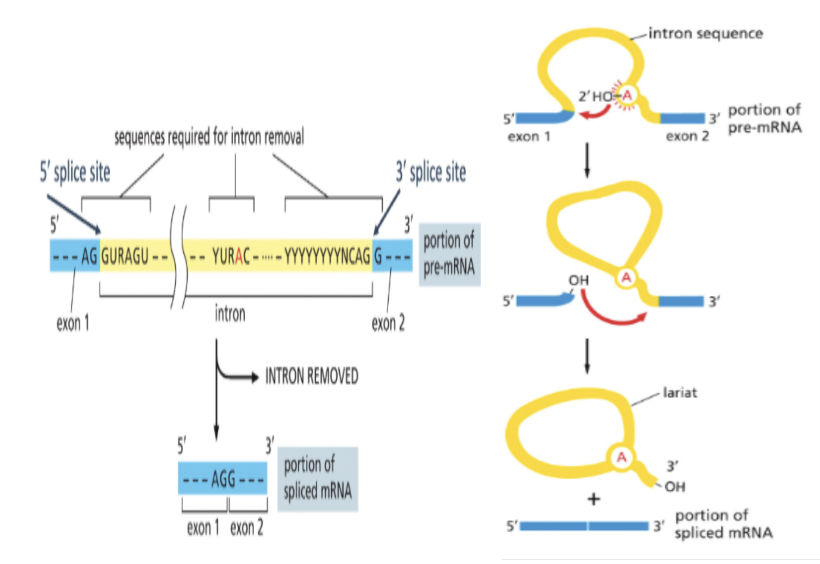 <ul><li><p>INTRONS!</p></li><li><p>BEFORE SPLICING, THE RNA IS CONSIDERED A PRE-MRNA</p></li><li><p>SPLICING IS PERFORMED BY SPLICING MACHINERY THAT RECOGNIZES SPECIFIC SEQUENCES IN THE PRE-MRNA </p></li><li><p>SPLICING INVOLVES 2 TRANSESTERIFICATION REACTIONS. THE 2’ OH OF THE BRANCH-POINT ADENOSINE (A) ATTACKS THE PHOPHODIESTER BOND AT THE 5’ SPLICE STRUCTURE</p></li><li><p>THE 3’ OH AT THE 3’ END OF THE EXON ATTACKS THE PHOSPHODIESTER BOND AT THE 3’ END OF THE INTRON TO JOIN THE EXONS</p></li><li><p>THE LARIAT STRUCTURE IS RELEASED</p></li></ul><p></p>