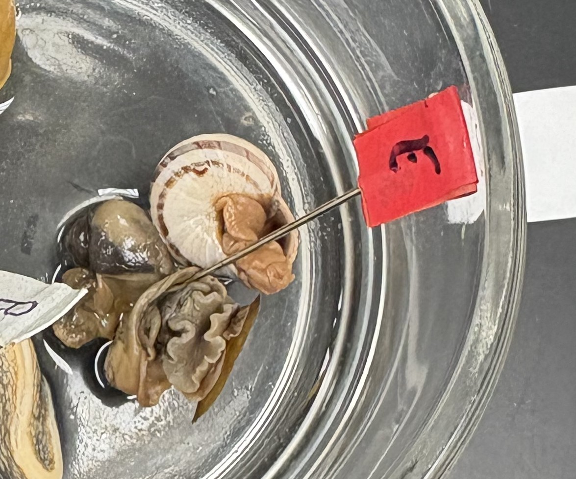 <p>what is e pointing to </p>