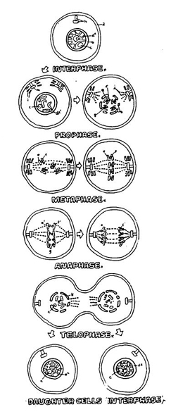 <ul><li><p>interphase - DNA replicates, cell prepares for division</p></li><li><p>prophase - centrioles move to opposite poles of the cell and ch romatin granules organize into chromatids</p></li><li><p>metaphase - chromatin granules align and attach to centrosomes</p></li><li><p>anaphase - chromosomes formed</p></li><li><p>telophase - division of the cytoplasm, two new nuclear membranes appear to enclose each new set of chromosomes</p></li></ul><p></p>