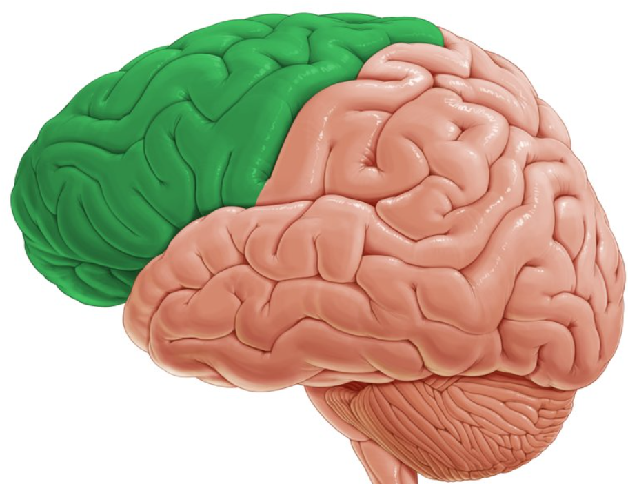 <ul><li><p>the most recently evolved part of the brain</p></li><li><p>responsible for speaking, motor movements, short and long term planning, decision and judgement making</p></li></ul><p></p>