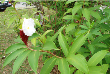 <p>Leaf arrangement?</p>