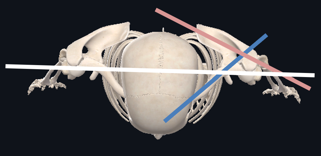 <ul><li><p>Superior to the transverse plane</p></li><li><p>20 degrees posterior to the frontal plane</p></li></ul><p></p>