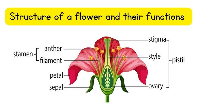 <p>Flower part:&nbsp;Ovule </p>