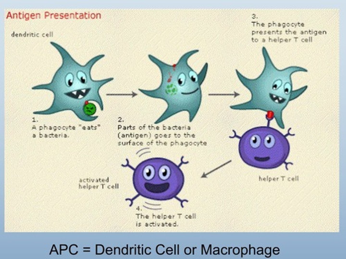 <p>Substance that triggers an immune response.</p><ul><li><p>foreign</p></li></ul><p></p>