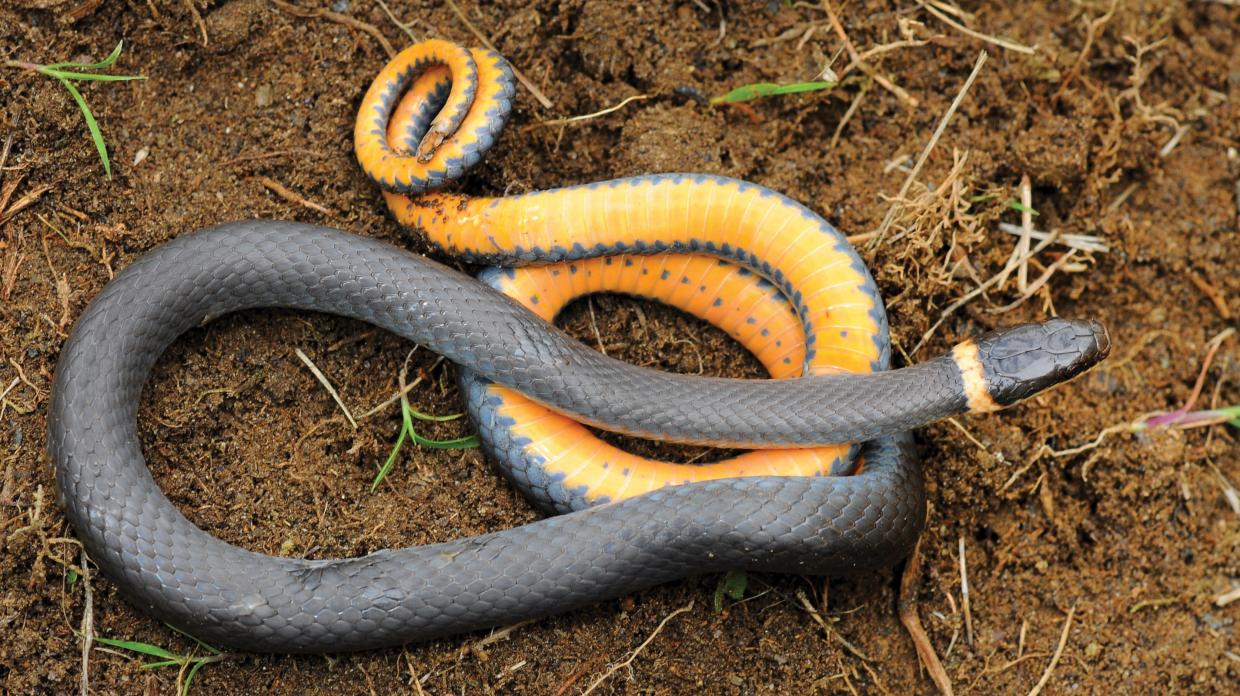 <p>Ring-necked Snake</p>