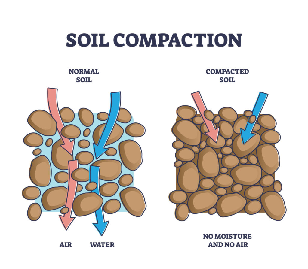 <p>Compaction (Lithification) </p>