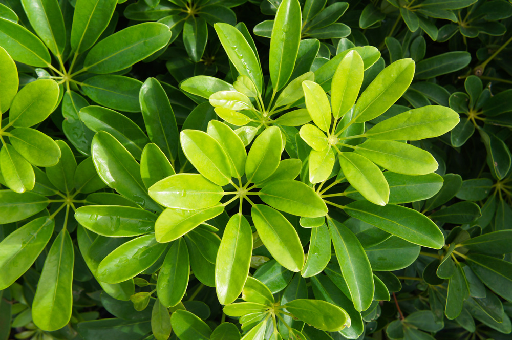<p><span style="font-family: Inter, helvetica, arial, sans-serif">Australian Ivy Palm, Dwarf Hawaiian Schefflera, Dwarf Schefflera, Hawaiian Umbrella Tree, Parasol plant, Umbrella Plant</span></p>