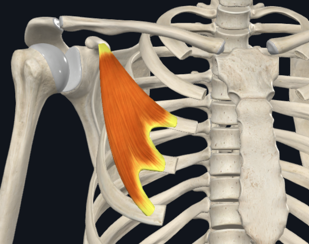 <p>Pectoralis minor</p>
