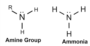 <p>Organic compounds that contain a nitrogen atom bonded to alkyl groups, </p><p></p><p>suffix <strong>-amine</strong>.</p>
