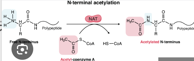 <p>addition of an acetyl group to an NH3+ (amino group) </p><ul><li><p>associated with Lysine </p></li></ul><img src="https://knowt-user-attachments.s3.amazonaws.com/5f585f56-435d-4905-90ba-565d53a70fa7.png" data-width="100%" data-align="center" alt="acetyl group"><p></p>